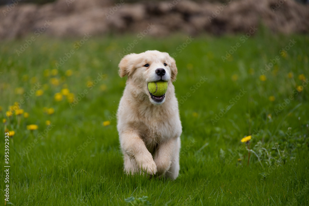 golden retriever puppy play with ball in park golden retriever puppy play with ball in park