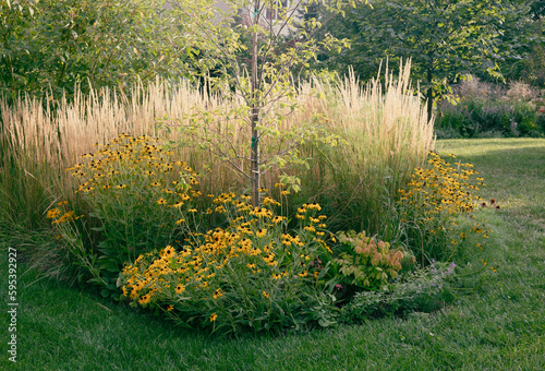 Tall, columnar, low maintenance and drought resistant, Karl Foerster reed grasses are a beautiful living fence providing privacy along with golden rudbeckia on an autumn Chicago day. 