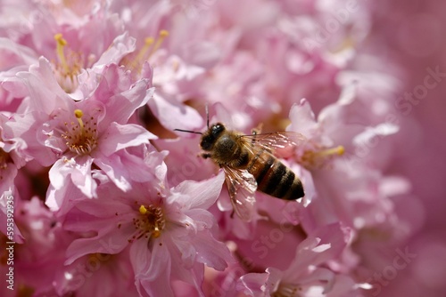 Pszczoła miodna (robotnica) zbiera nektar. Pszczoła - zapylacz na różowych kwiatach. Wiśnia kwitnąca - sakura