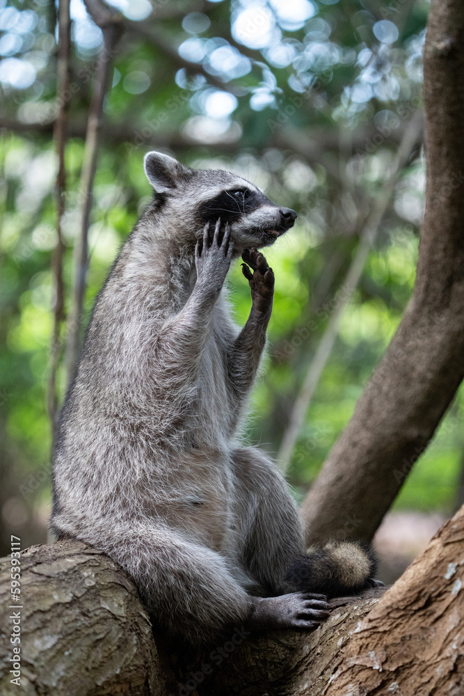 Obraz premium Common raccoon