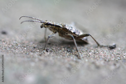 Close up from Longhorn beetle © TwilightArtPictures