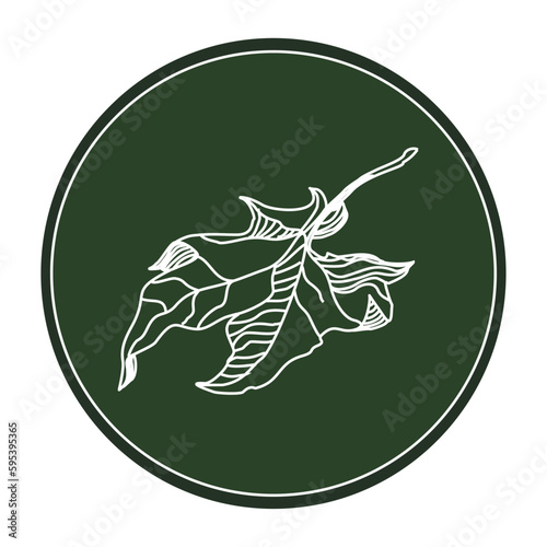 Logo with the image of an autumn leaf of a plane tree. Chalk drawings on a dark green background