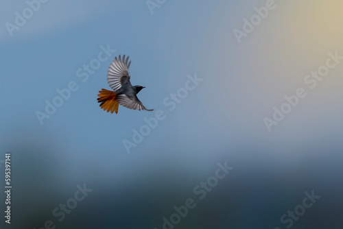 A male black redstart in flight. A black white and orange bird with its wings spread looks for insects in the air. Migratory birds. Phoenicurus ochruros. photo