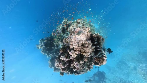 Wallpaper Mural School of bicolor anthias fish and parrotfish swimming over tropical coral in coral garden in reef of Maldives island in 360 video camera degree modus Torontodigital.ca