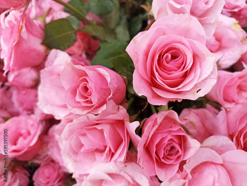 Pink roses background. Floral roses flowers. Natural patter backgrounds of fresh pink roses. Flower background. Top view.