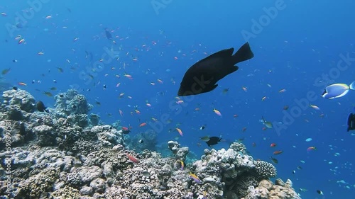 School of bicolor anthias fish are swimming over tropical corals in coral garden and a redmouth grouper is hunting in reef of Maldives island photo