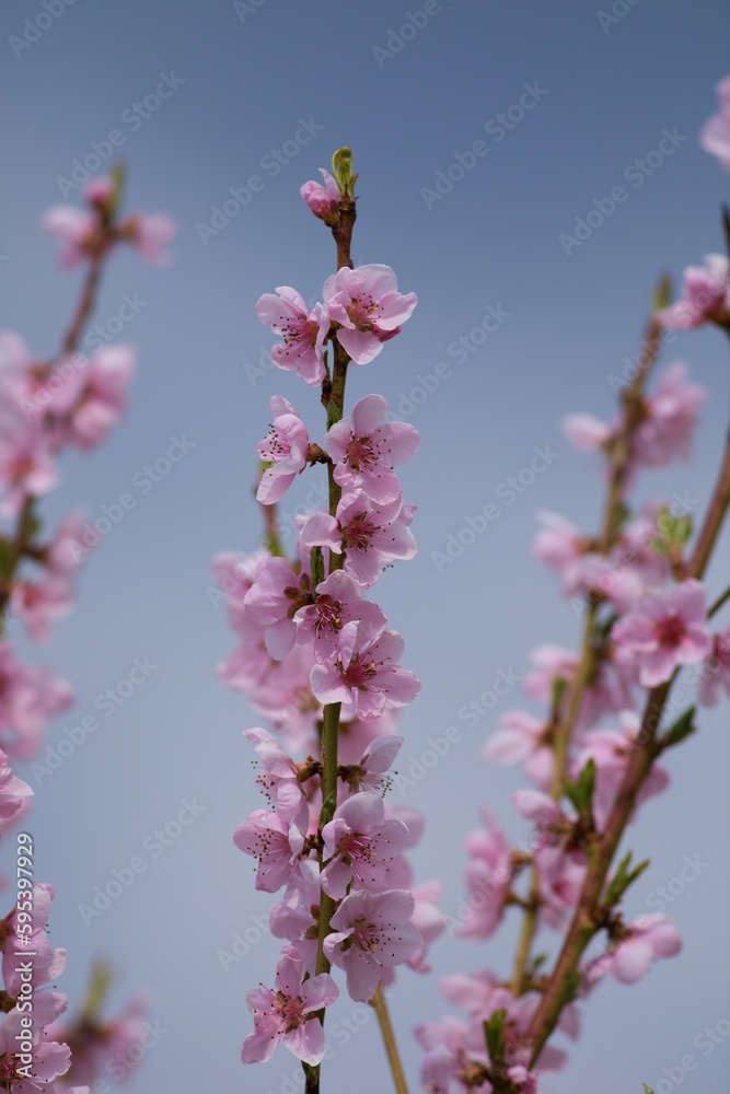 Beautiful peach tree flowers (Prunus persica) in blossom against a blue background on a spring day Beautiful peach tree flowers (Prunus persica) in blossom against a blue background on a spring day