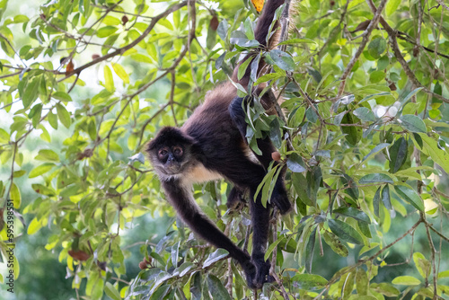 Yucatán spider monkey © Griffin