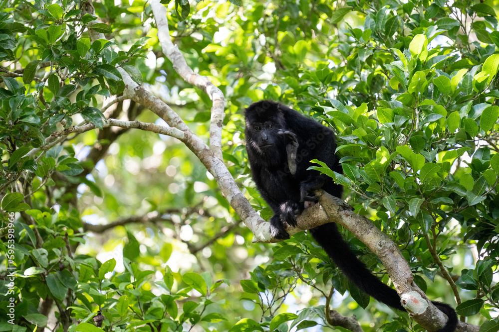 Guatemalan black howler monkey Guatemalan black howler monkey