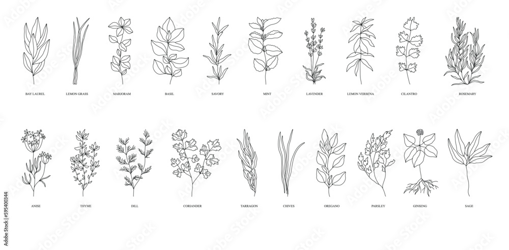 herbs collection vector botanic 