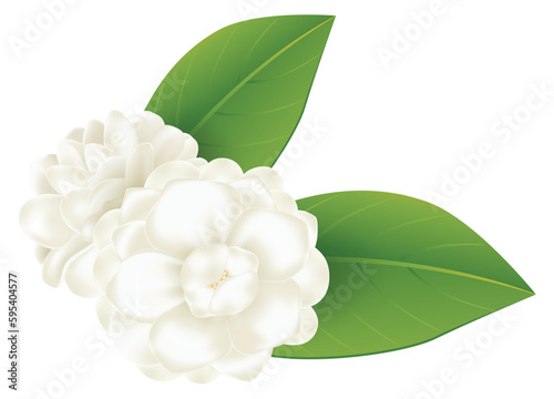 Jasmine flowers with leaves illustration