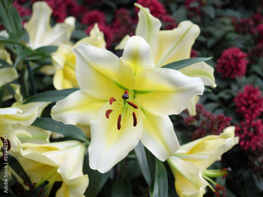 Obraz premium Oriental Trumpet Lily