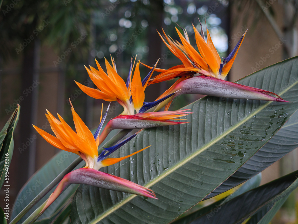 Fototapeta premium Bird of Paradise Flowers Blooming