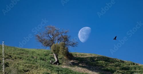 Moon and Old Tree Near Carrizo Plains