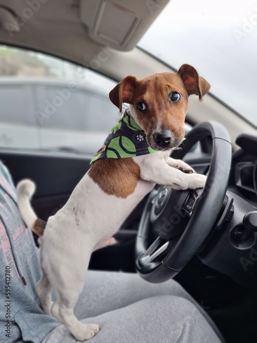 jack Russell terrier dog driving a car but distracted © Samuel Guerra