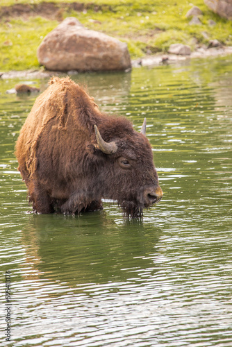 Bison are large bovines in the genus Bison within the tribe Bovini. 