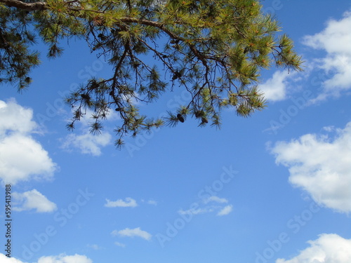 sky and clouds and tree