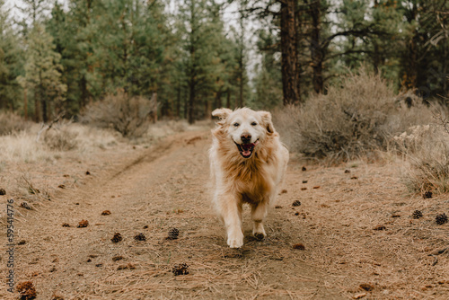 golden retriever dog in the forest near Bend Oregon and Sisters Oregon 