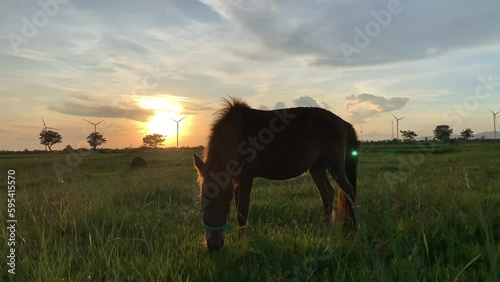 A horse in a field at sunset with the sun setting behind it photo