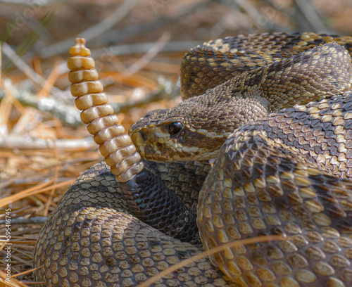 Foto Large Eastern Diamondback rattlesnake - Crotalus Adamanteus - closeup macro of h