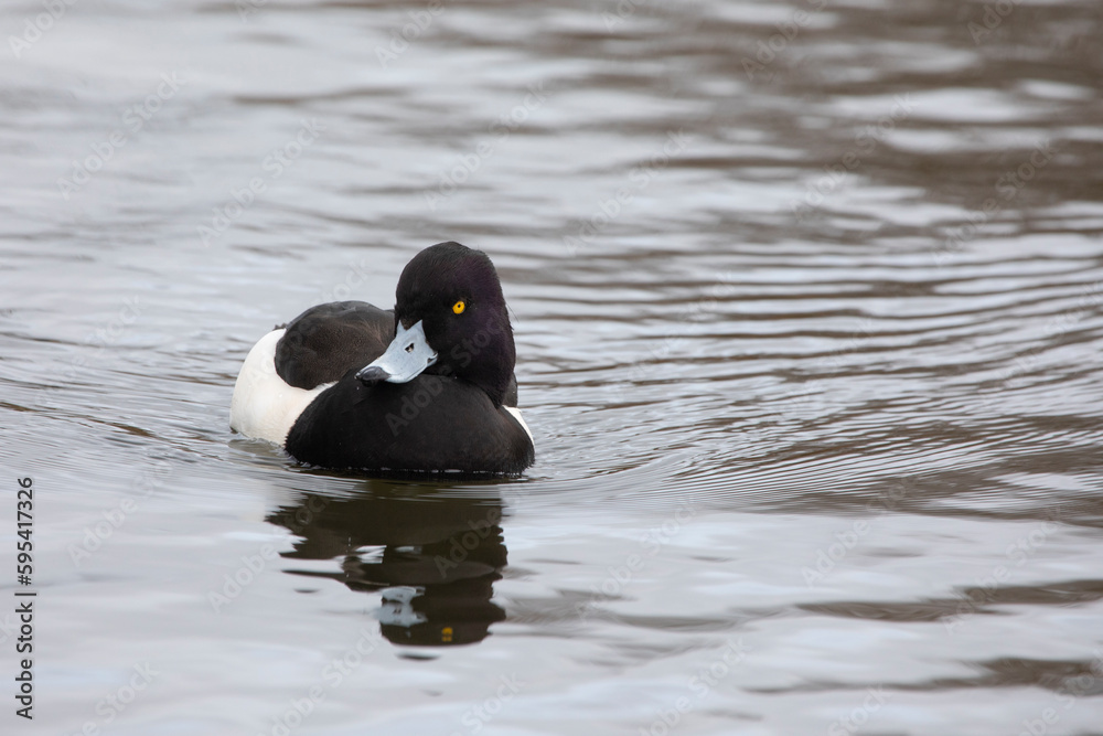 Tufted Duck Aythya fuligula swimming in water Tufted Duck Aythya fuligula swimming in water