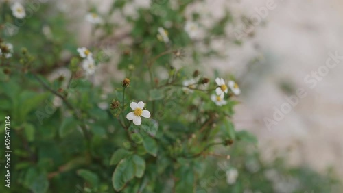 Slow motion closeup bidens pilosa flowers on a medierranean coast photo