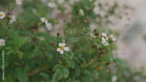 Slow motion closeup bidens pilosa flowers on a medierranean coast photo