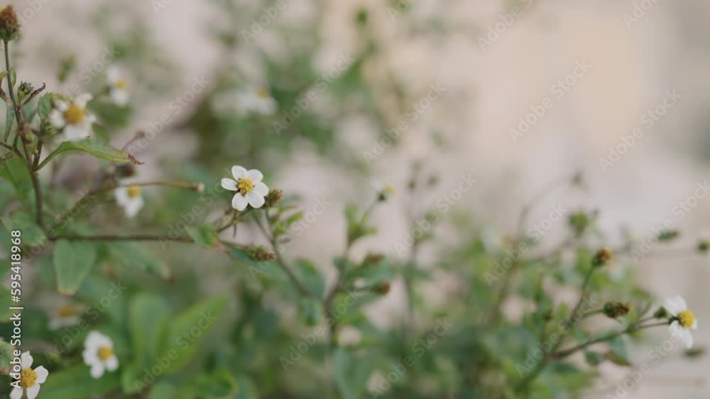 Slow motion closeup bidens pilosa flowers on a medierranean coast Slow motion closeup bidens pilosa flowers on a medierranean coast