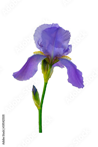 Beautiful iris flower isolated on white background. Spring and summer flower
