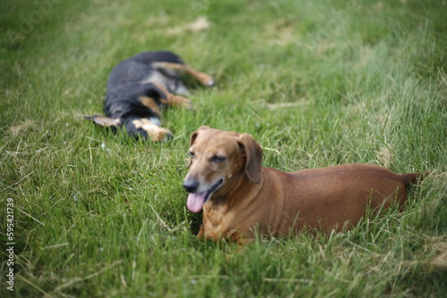 portrait of wiener dogs in the grass