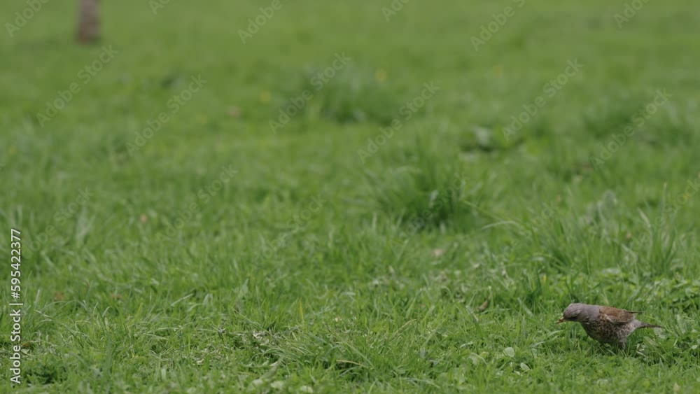 Slow motion FieldFare bird searching for food on a grass field Slow motion FieldFare bird searching for food on a grass field