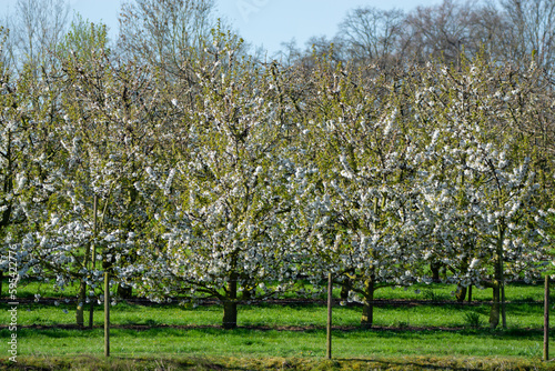 Spring blossom of cherry trees in orchard  fruit region Haspengouw in Belgium  nature landscape