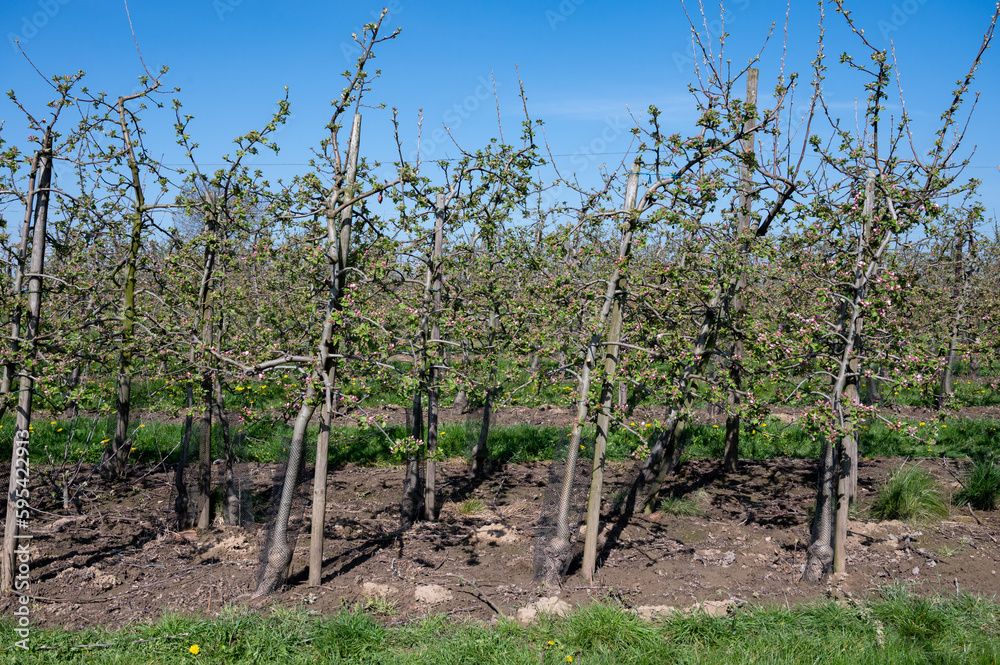 Spring pink blossom of apple trees in orchard, fruit region Haspengouw in Belgium, close up Spring pink blossom of apple trees in orchard, fruit region Haspengouw in Belgium, close up