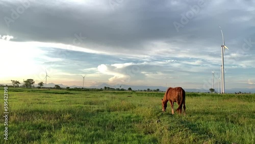 A horse is grazing in a field with a turbine in the background photo