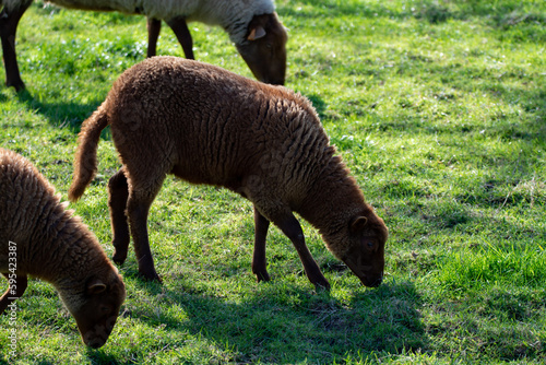 Animal collection, young and old sheeps grazing on green meadows on Haspengouw, Belgium photo