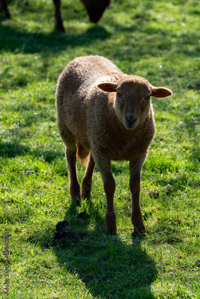 Fototapeta premium Animal collection, young and old sheeps grazing on green meadows on Haspengouw, Belgium