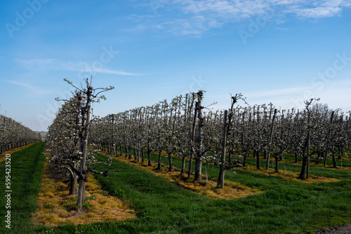 Spring white blossom of pear fruit trees in orchard, Sint-Truiden, Haspengouw, Belgium