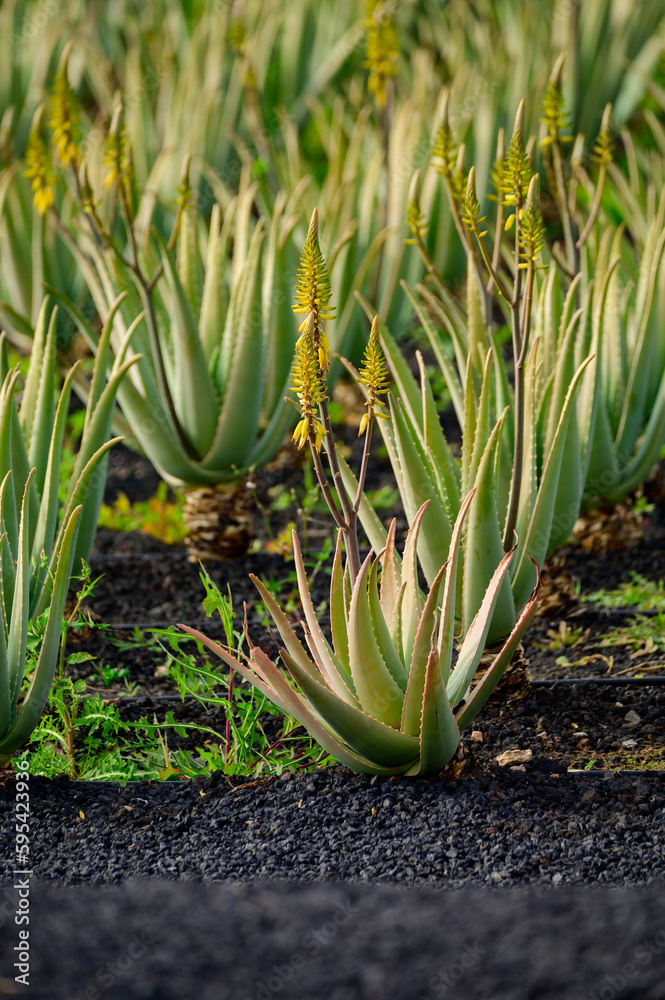 Obraz premium Aloe vera plantation, cultivation of aloe vera, healthy plant used for medicine, cosmetics, skin care, decoration