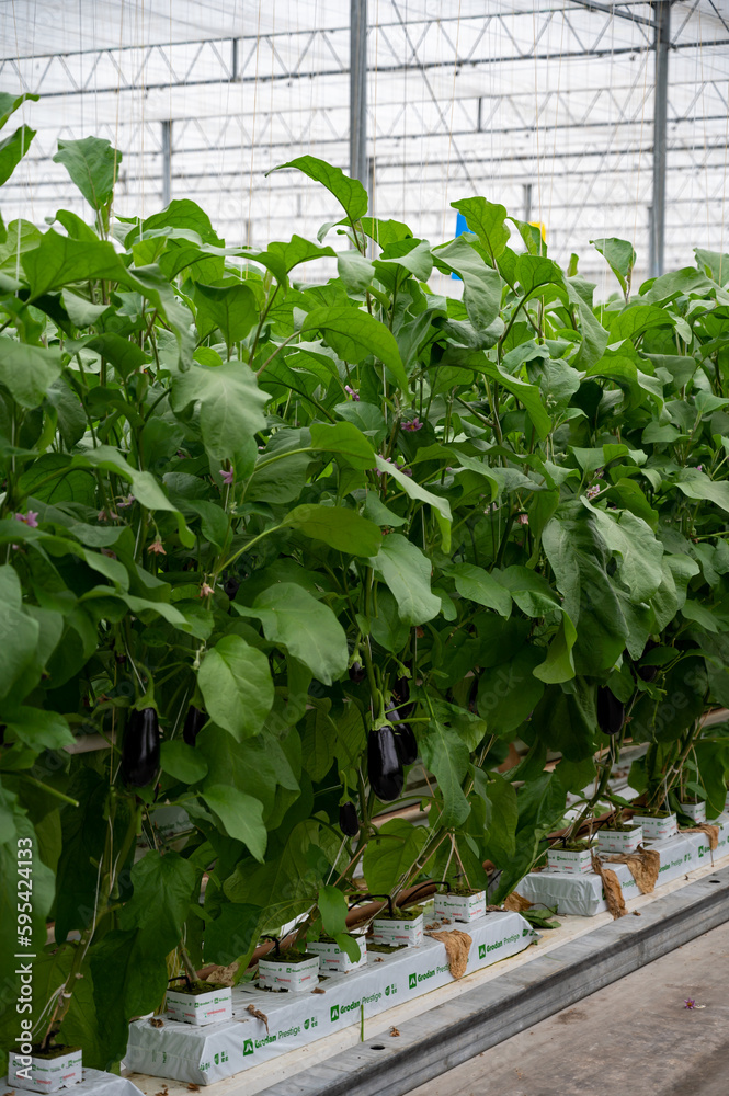 Dutch organic greenhouse farm with rows of eggplants plants with ripe violet vegetables and purple flowers Dutch organic greenhouse farm with rows of eggplants plants with ripe violet vegetables and purple flowers