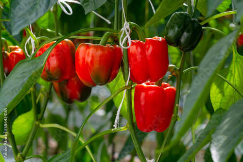 Big ripe sweet bell peppers, red paprika, growing in glass greenhouse, bio farming in the Netherlands
