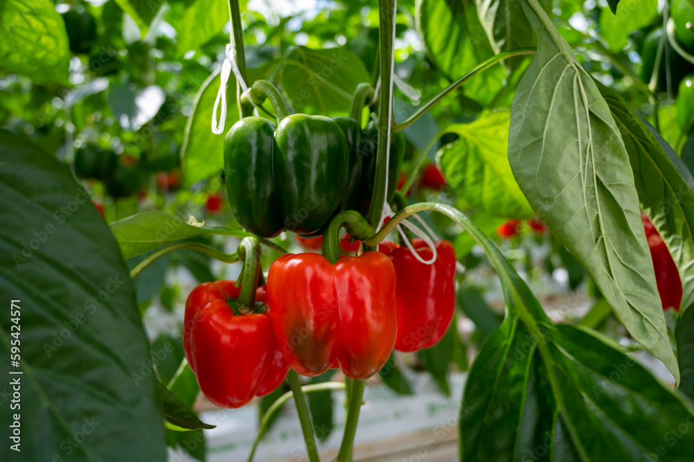 Big ripe sweet bell peppers, red paprika, growing in glass greenhouse, bio farming in the Netherlands Big ripe sweet bell peppers, red paprika, growing in glass greenhouse, bio farming in the Netherlands