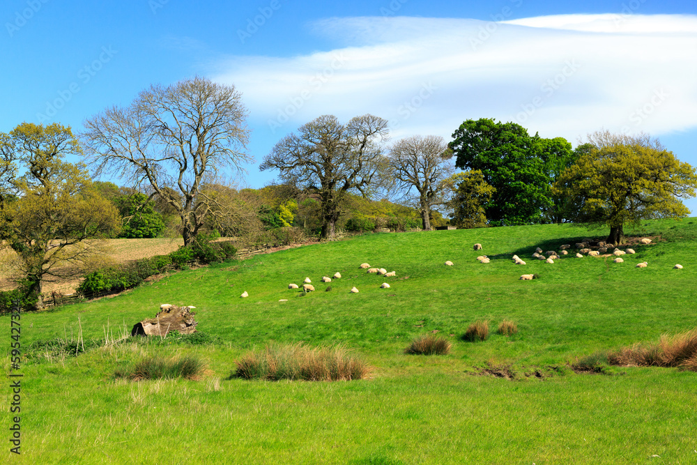 England, North Yorkshire, sheep grazing in green fields. England, North Yorkshire, sheep grazing in green fields.