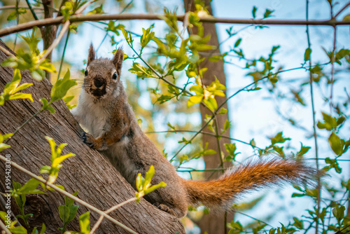 Photography Cute squirrel in park in toronto