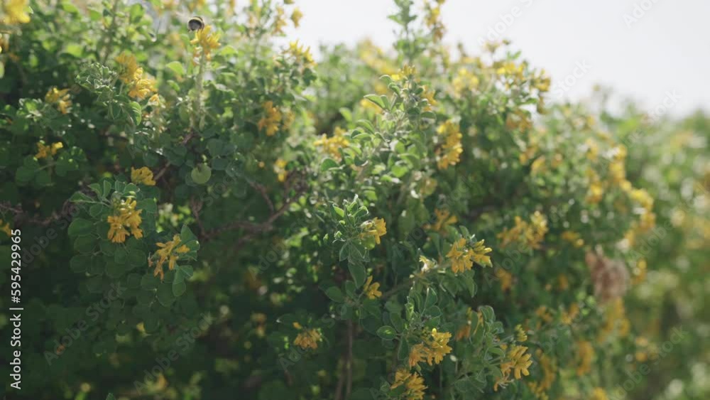 Slow motion of blossoming bush with yellow flowers in spring Slow motion of blossoming bush with yellow flowers in spring