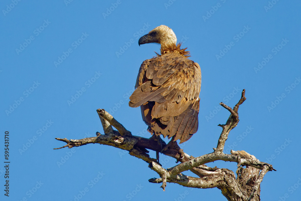 Hooded Vulture in Kruger Park South Africa Hooded Vulture in Kruger Park South Africa