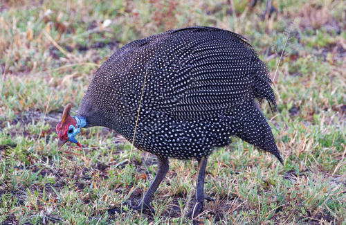 Guinea Fowl in Kruger Park South Africa