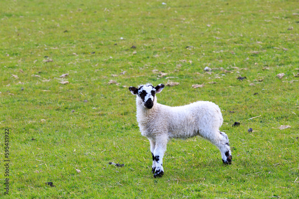 England, West Yorkshire. Landscape, hills, valleys, fields, pastures, grazing lands. Sheep, lambs. England, West Yorkshire. Landscape, hills, valleys, fields, pastures, grazing lands. Sheep, lambs.