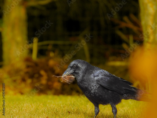 Crow collecting nest material