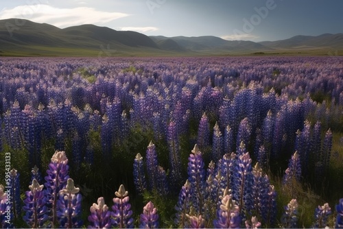 lavender field in region