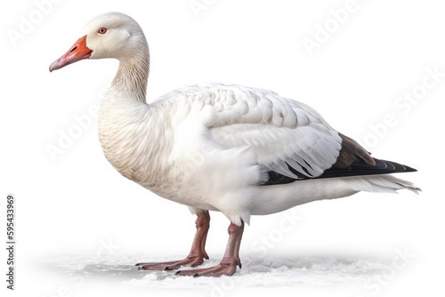 Snow Goose